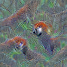 n02509815 lesser panda, red panda, panda, bear cat, cat bear, Ailurus fulgens
